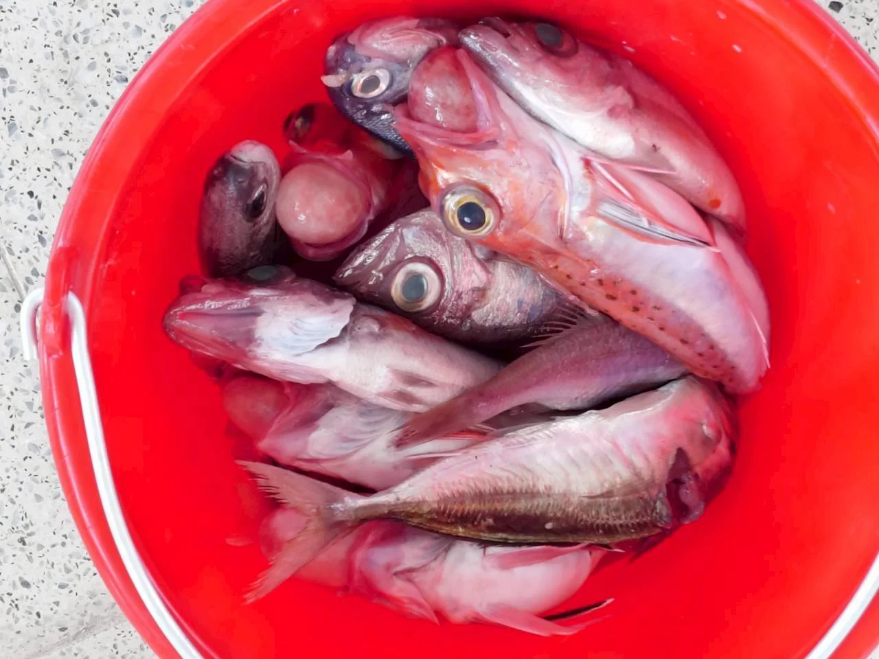 宜蘭蘇澳區漁會第四場南安國中魚拓體驗活動